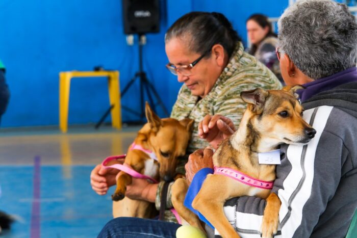 Castração e microchipagem de cães e gatos em São José dos Campos