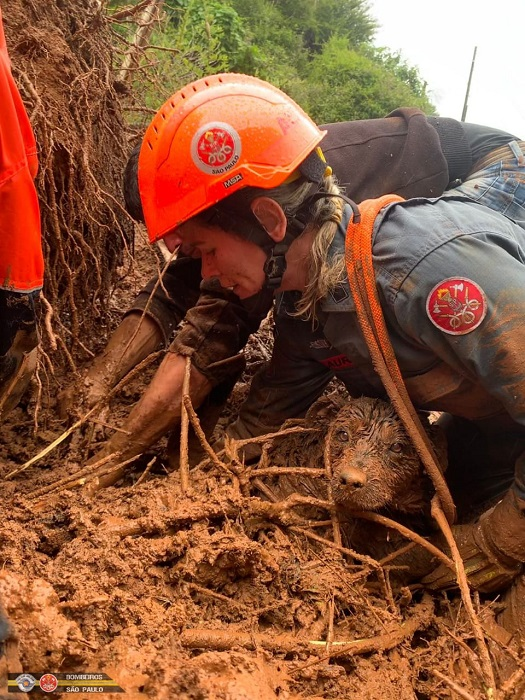 Bombeiros resgatam cachorrinho soterrado em Campos do Jordão; bombeira desenterra animal, que está com cabeça para fora