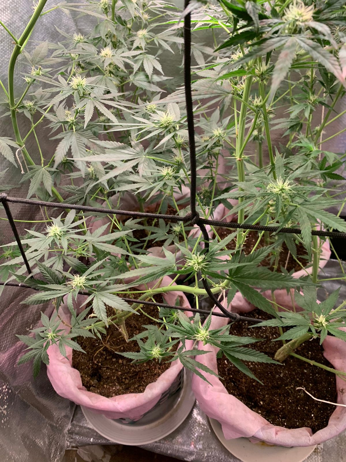 quatro pés de maconha em vasos apreendidos no caso do dono de plantação de maconha preso por tráfico