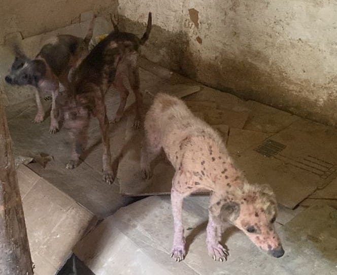 maus-tratos a cães - três cachorros sem raça, magros, com sarna, sujos e sem comida e água disponível encontram-se no quintal de uma casa