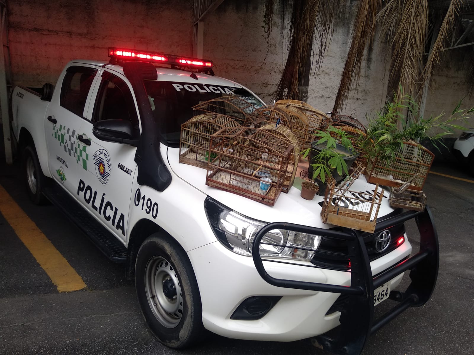 viatura da PM ambiental com maconha e gaiolas de aves apreendidas sobre o capô,que estavam num cativeiro ilegal