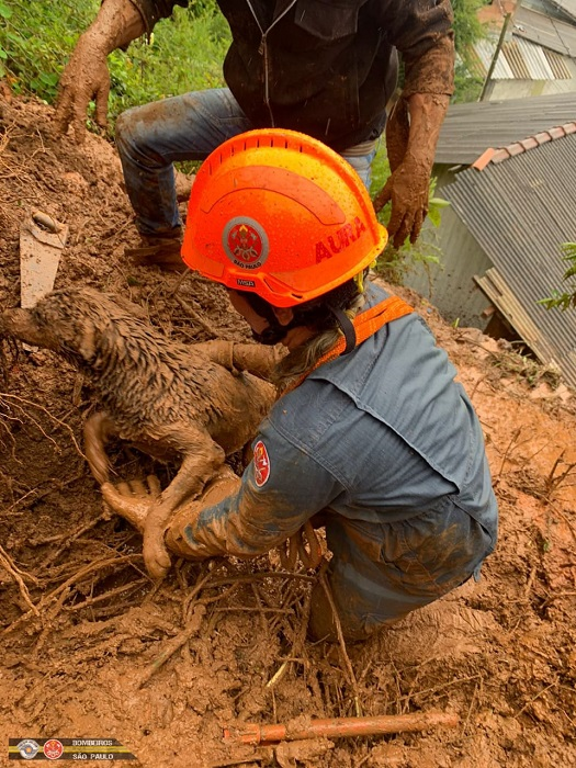 Bombeiros resgatam cachorrinho soterrado em Campos do Jordão; bombeira desenterra animal, que está com cabeça para fora