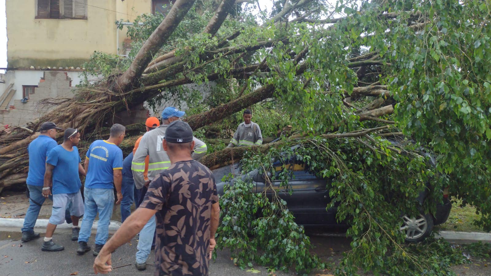 Temporal no Litoral Norte faz estragos em escolas, casas e UBS. árvore caída sobre carro e parte de casa em sao sebastiao; funcionários da prefeitura estao em volta do imovel avaliando como remover a planta
