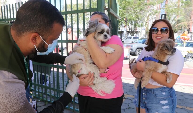 Cão é vacinado por agente da prefeitura. Jacareí realizará vacinação antirrábica para cães e gatos no sábado (28), no São Silvestre