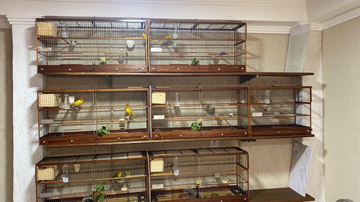 Aves são resgatadas de cativeiros em cidades da RMVale, nesta terça-feira (17)