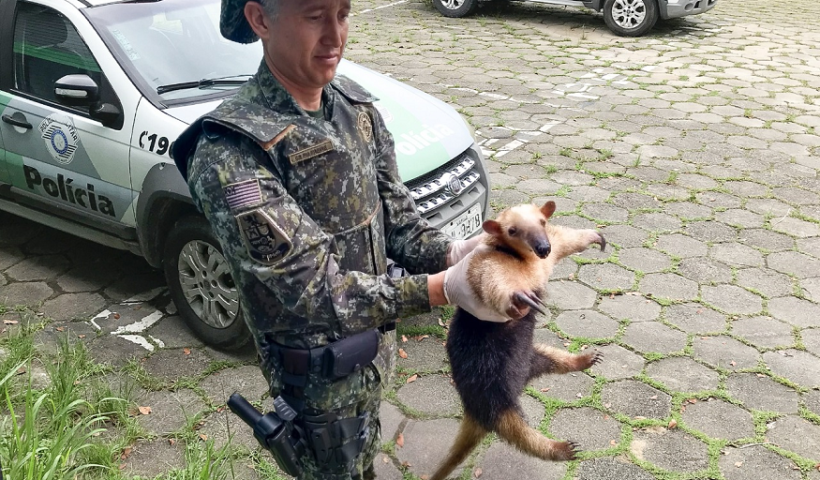 pm ambiental de ubatuba segura tamanduá-mirim adulta com as mãos, em frente à viatura do órgão