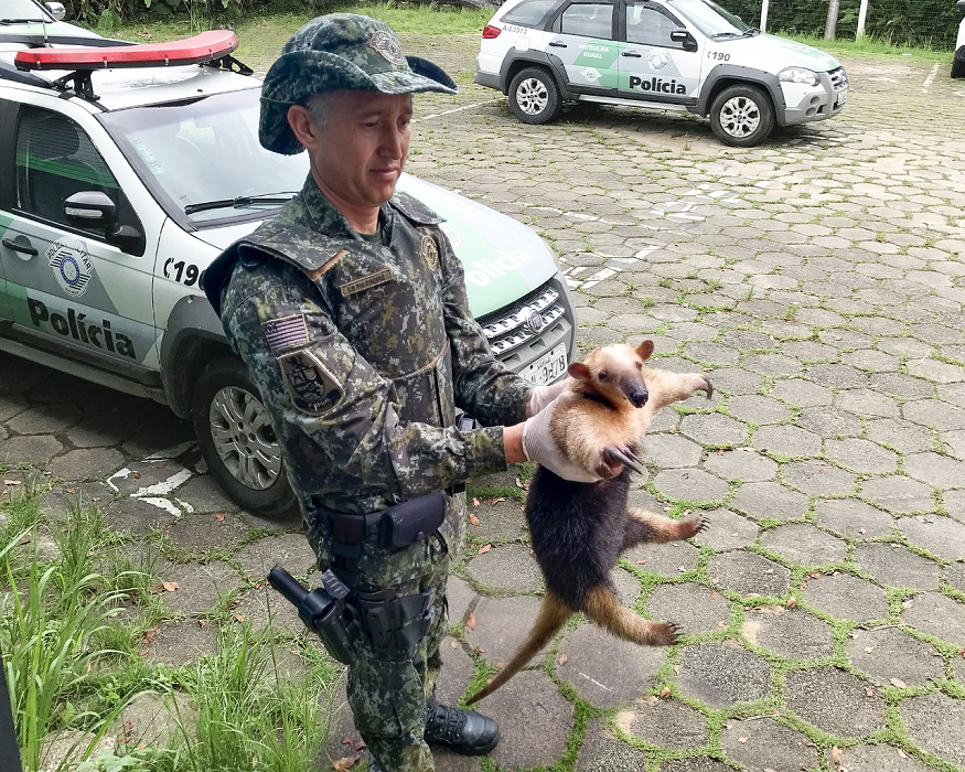 pm ambiental de ubatuba segura tamanduá-mirim adulta com as mãos, em frente à viatura do órgão