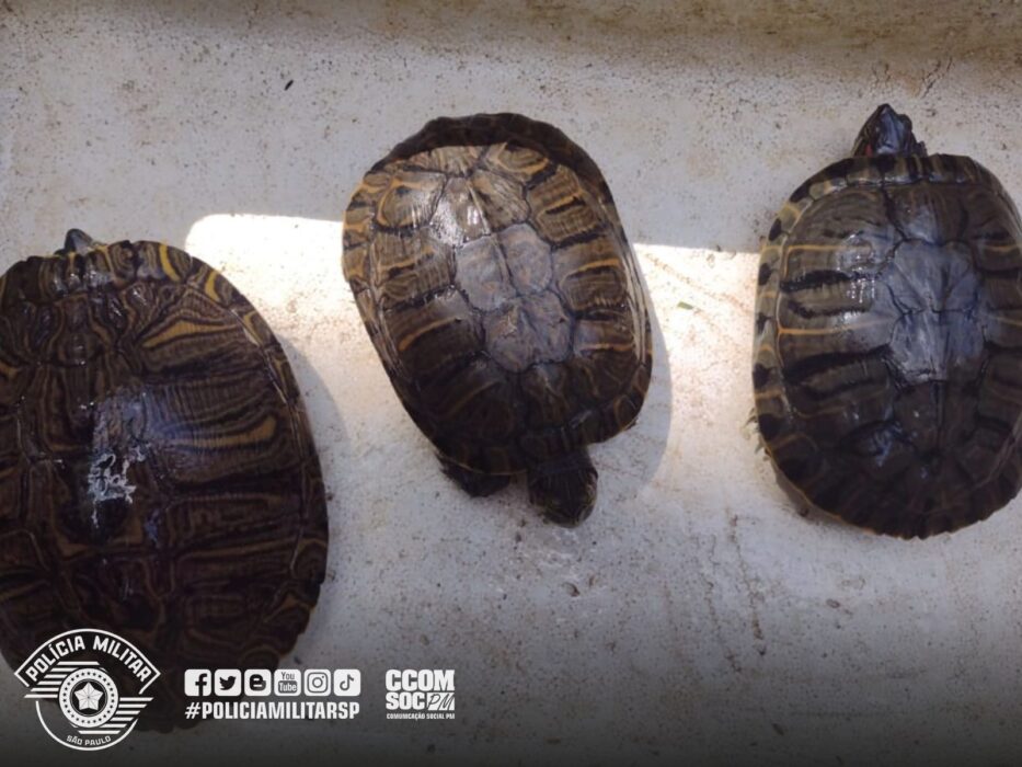 Caçador é preso com animais exóticos e armamento em Ubatuba