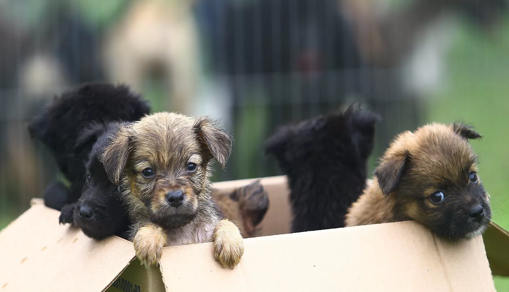 Castração e microchipagem de cães e gatos em São José dos Campos