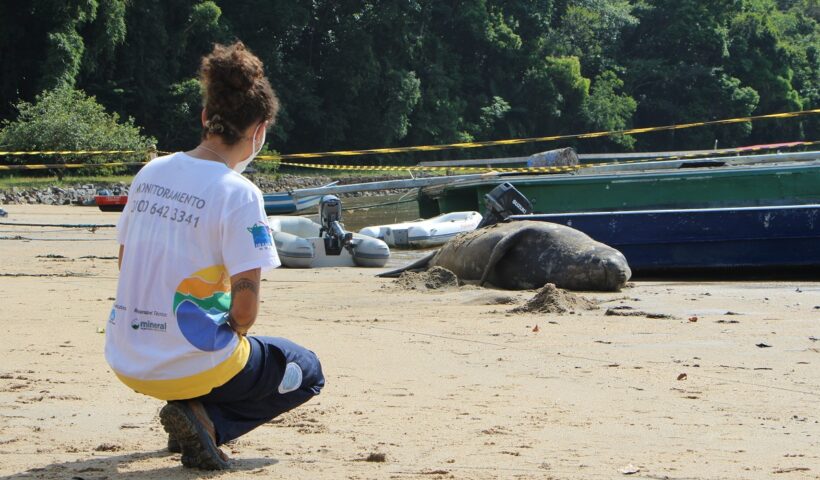 Instituto Argonauta faz balanço de ocorrências envolvendo animais marinhos no litoral norte