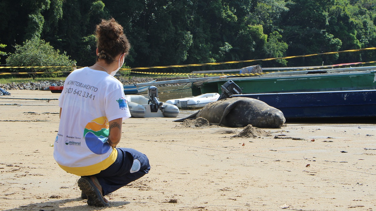 Instituto Argonauta faz balanço de ocorrências envolvendo animais marinhos no litoral norte