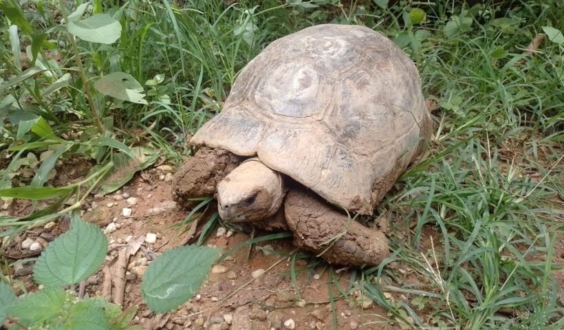 jabuti de frente para a câmera caminha na terra com grama; pm ambiental capturou o animal