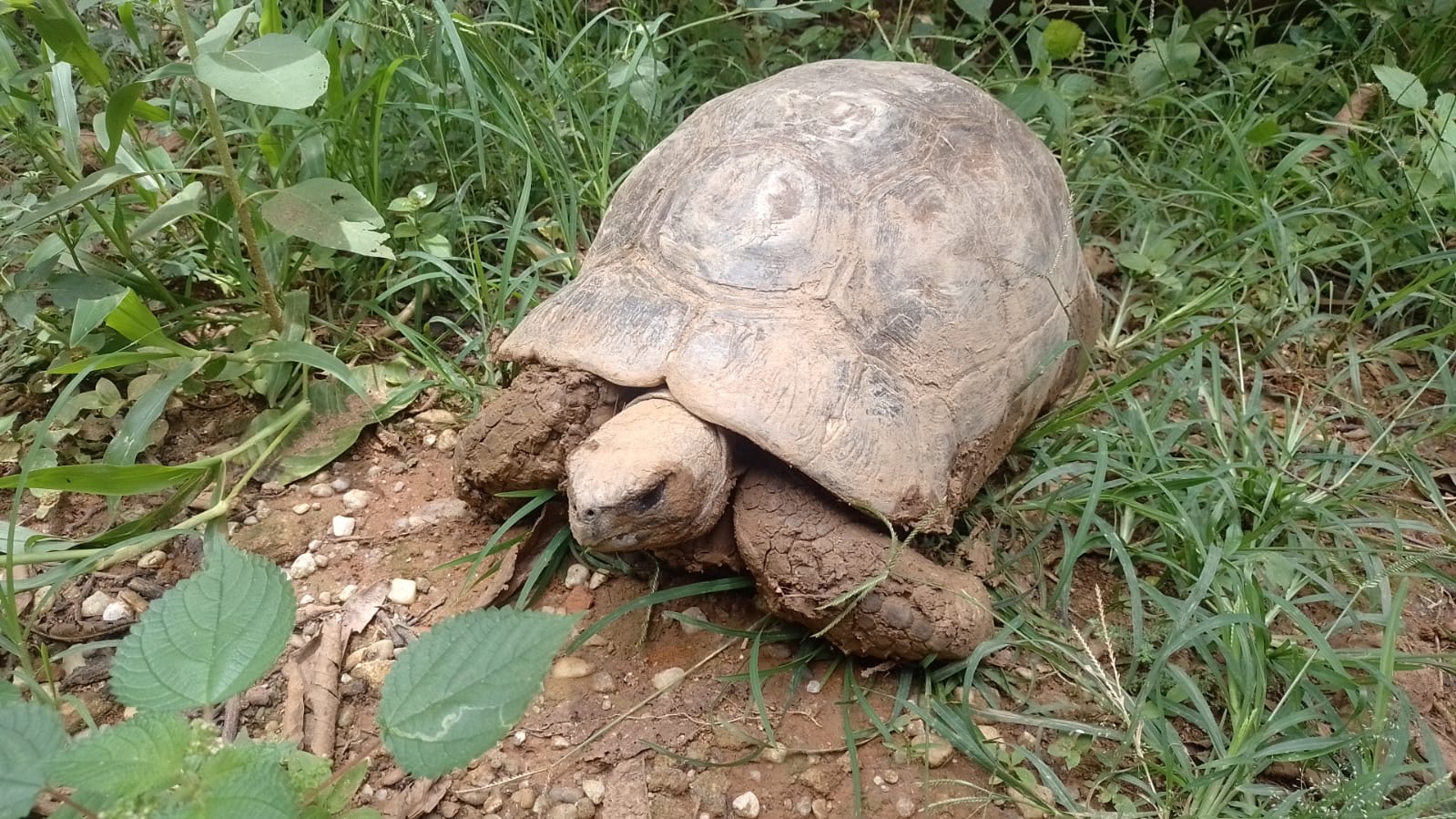 jabuti de frente para a câmera caminha na terra com grama; pm ambiental capturou o animal