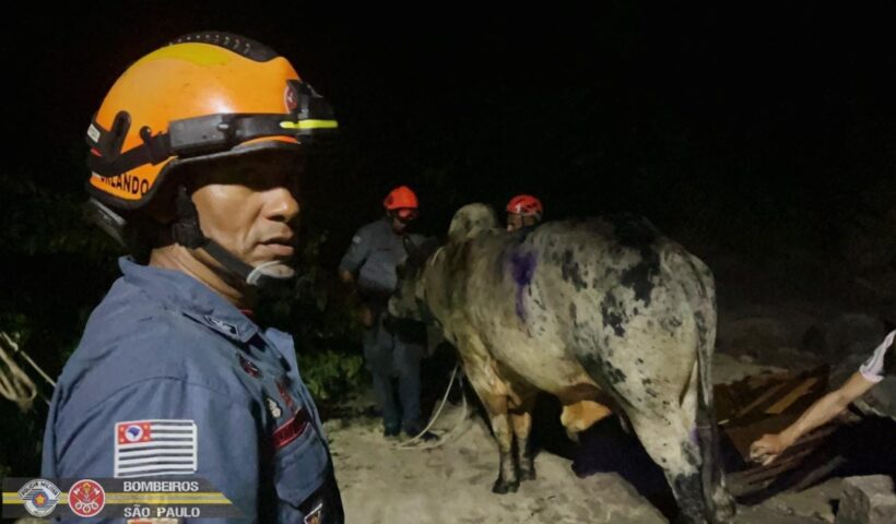 Ilhabela: Bombeiros e Defesa Civil resgatam boi que havia escorregado em um morro no bairro Portinho
