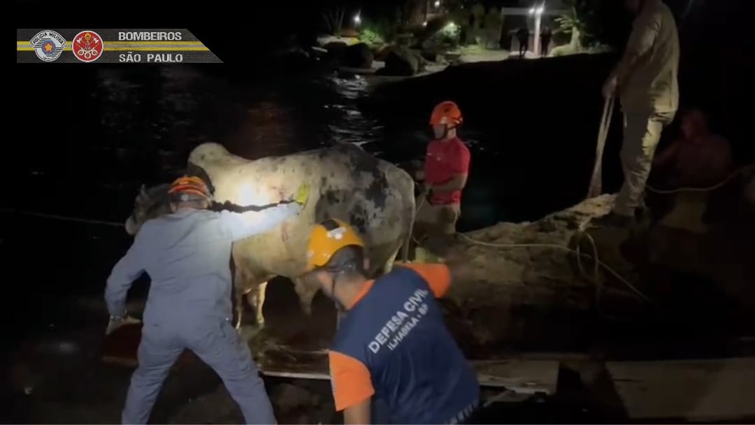Ilhabela: Bombeiros e Defesa Civil resgatam boi que havia escorregado em um morro no bairro Portinho