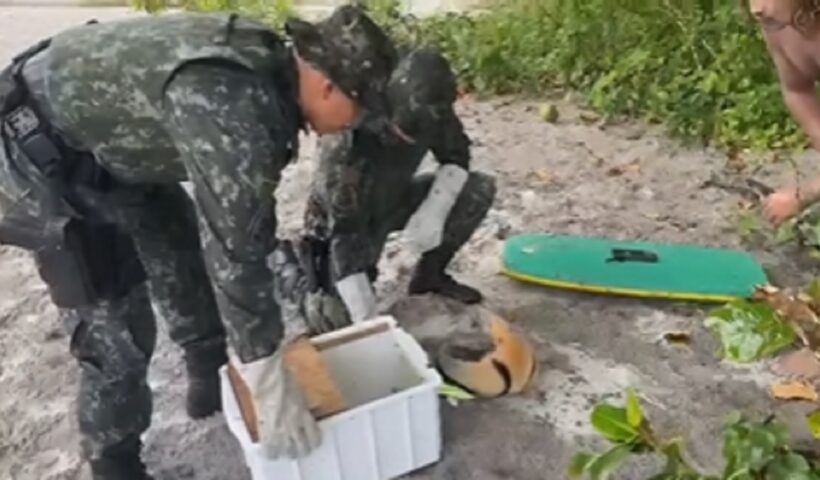 Ubatuba: PM Ambiental e Surfistas socorreram um tamanduá que estava preso em uma correnteza na praia de Itamambuca