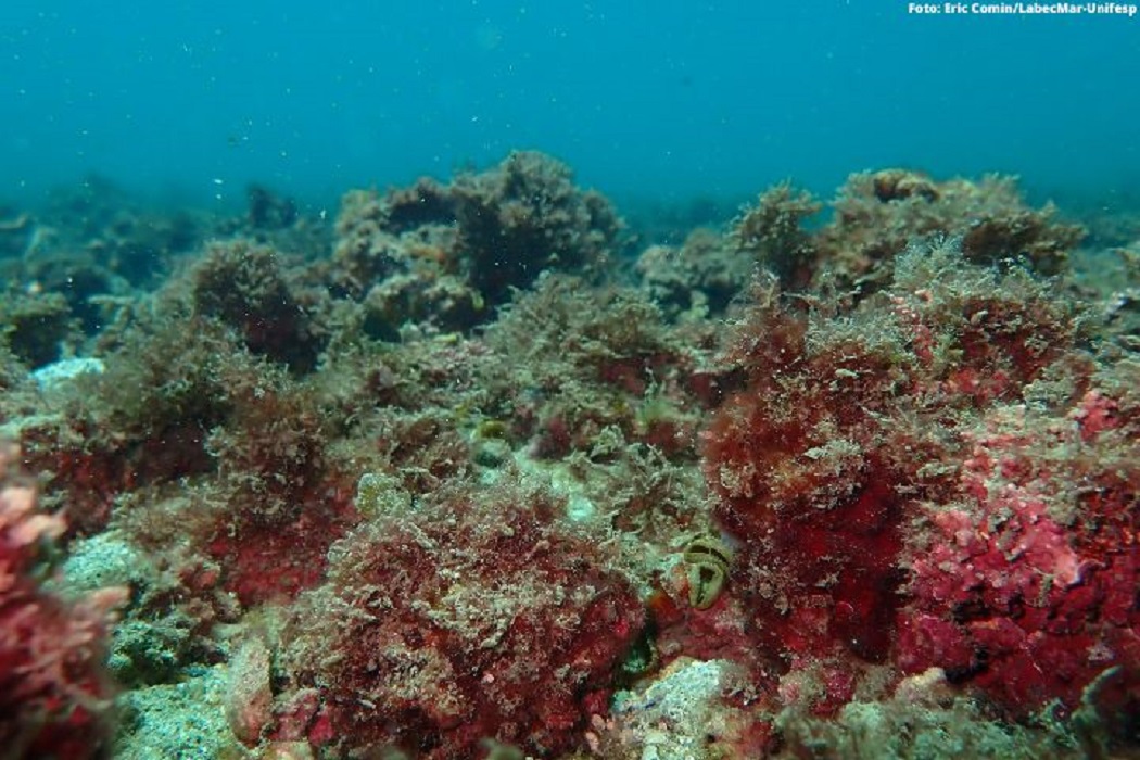 Pesquisadores da Unifesp confirmam a descoberta de novo habitat marinho na Ilha das Couves, em Ubatuba