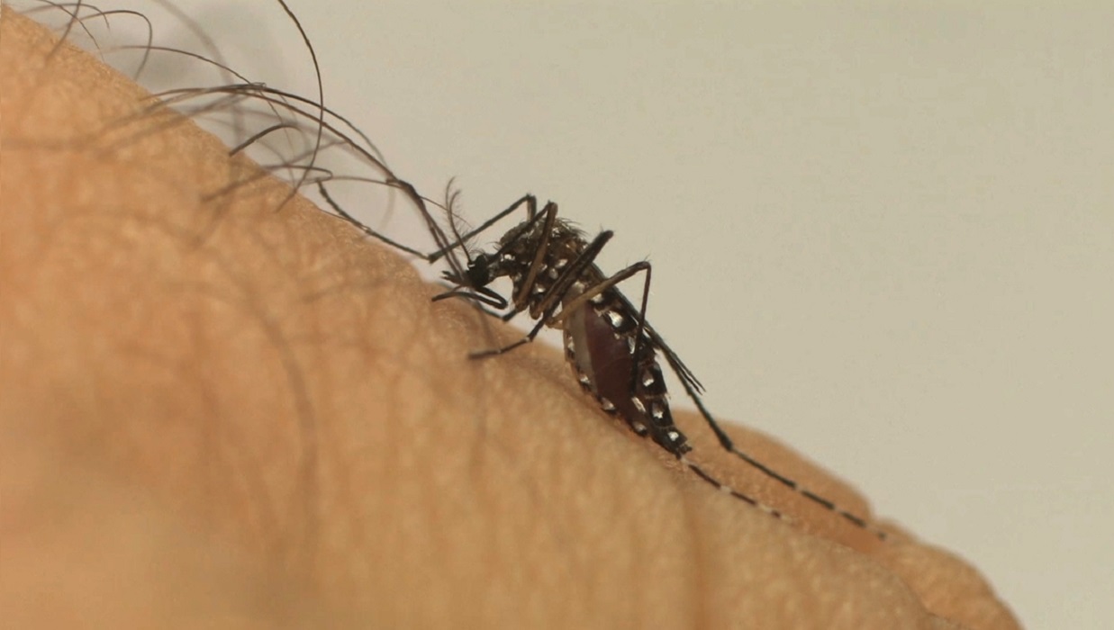 Caraguatatuba: municipio segue em estado de alerta para casos de dengue