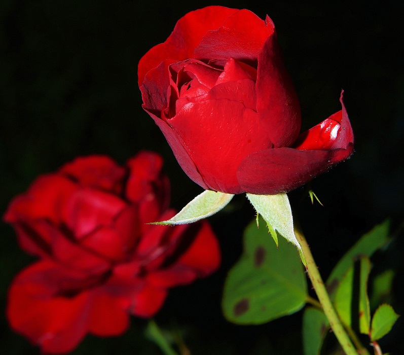 Rosa vermelha, para simbolizar o tema do artigo de Helcio costa: Qual o nome da Rosa?