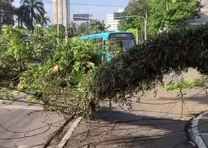 Tronco de árvore cai e interrompe o trânsito no centro de São José dos Campos