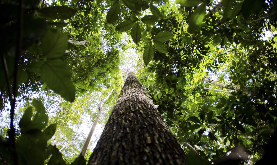 Desmatamento na Amazônia vem registrando quedas nesse ano