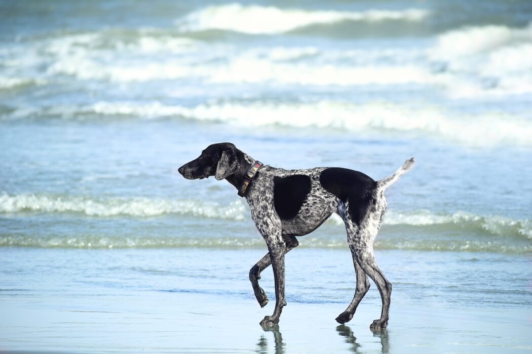 Aumenta o preço da multa para pessoas que levarem seus Pets a praia em São Sebastião; o valor pode chegar a R$ 2.000,00