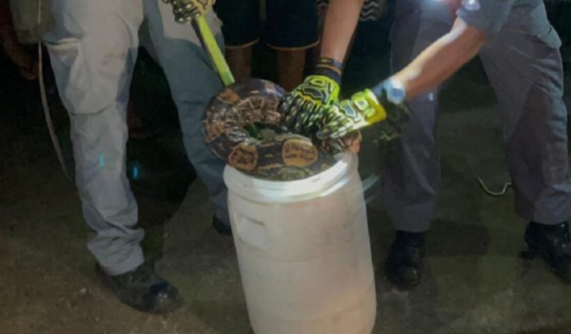 Joboia sendo capturada por bombeiros em Ubatuba