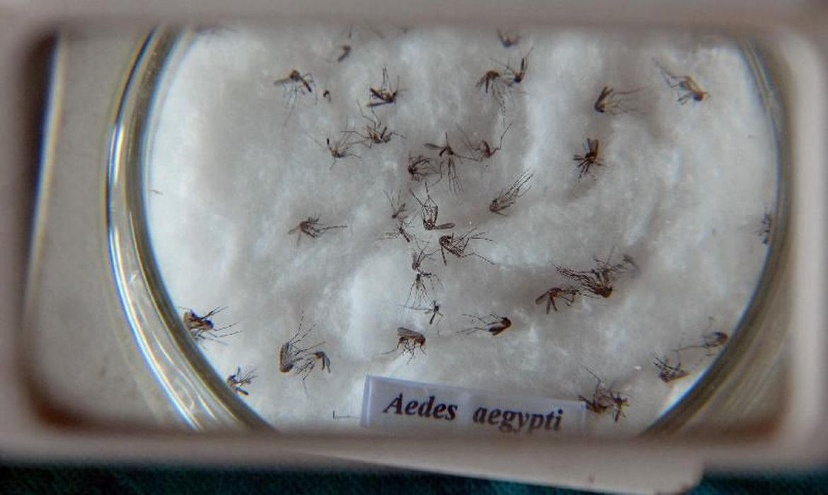 Vacina contra a dengue