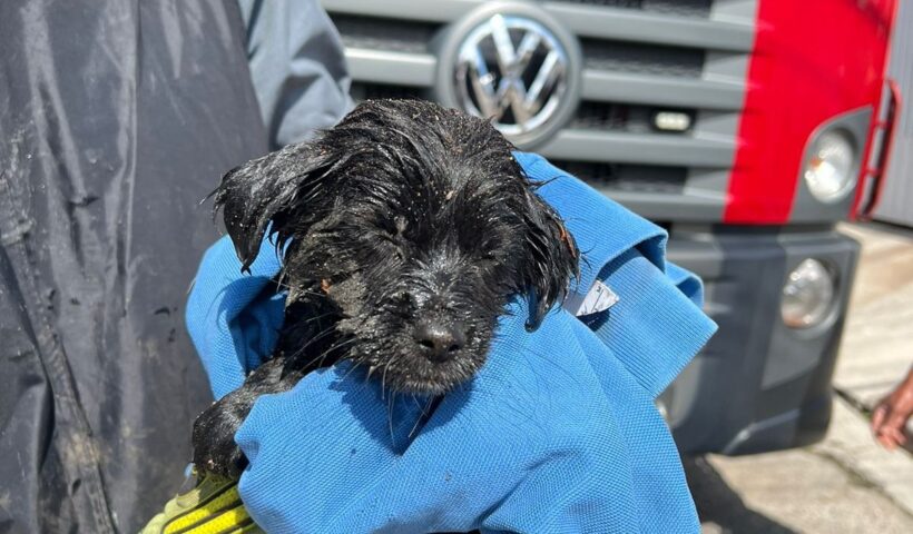 Filhote de cachorro que foi resgatado pelos Bombeiros em São José dos Campos. Foto: Divulgação