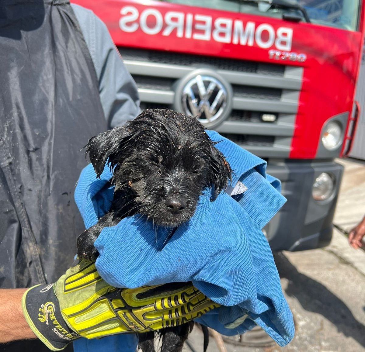 Filhote de cachorro que foi resgatado pelos Bombeiros em São José dos Campos