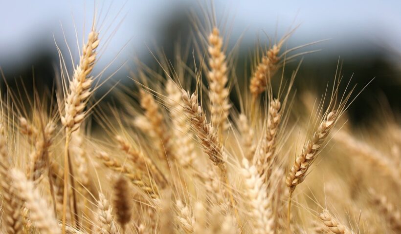 Produção de grãos chegará a 390 milhões de toneladas em 10 anos