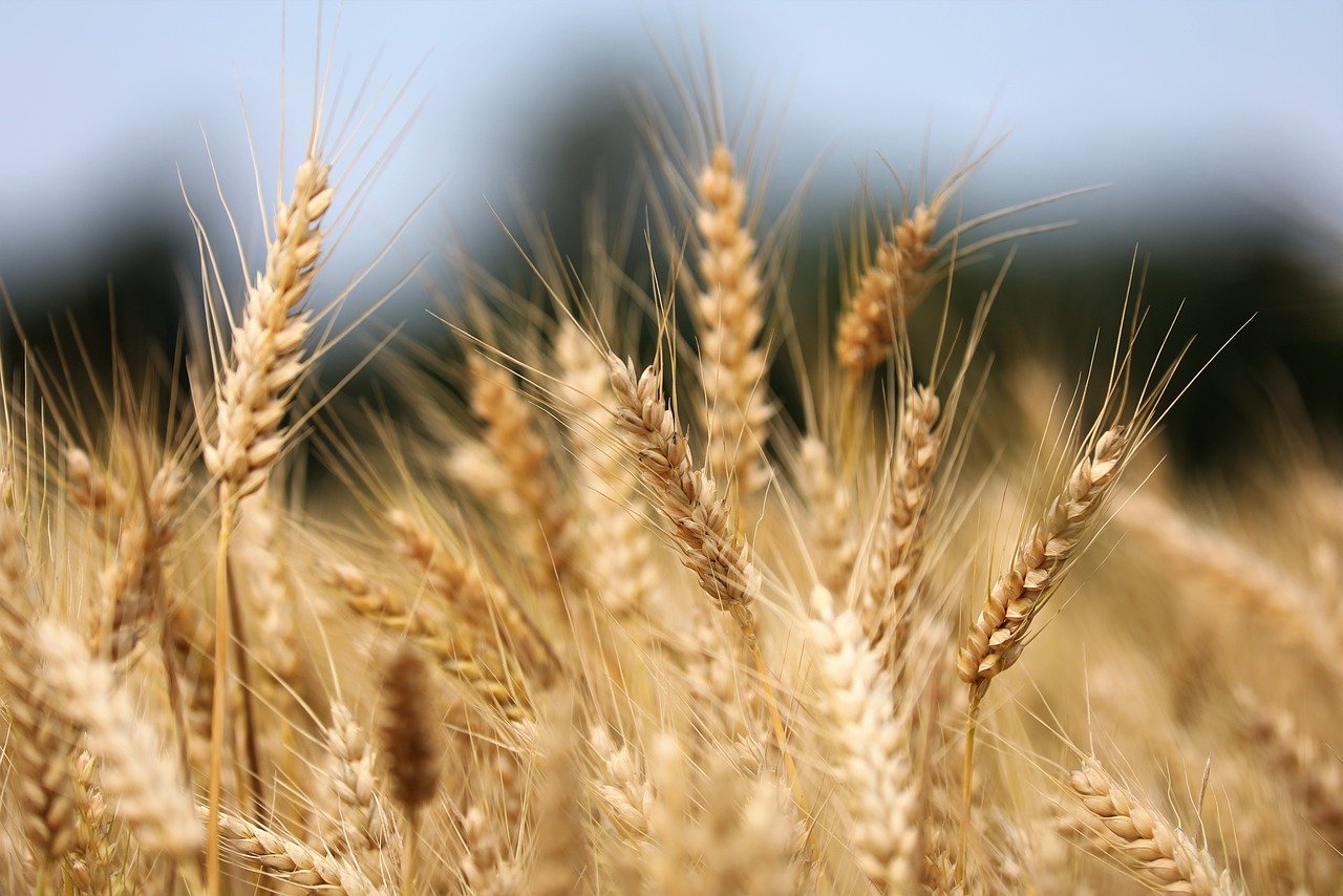 Produção de grãos chegará a 390 milhões de toneladas em 10 anos