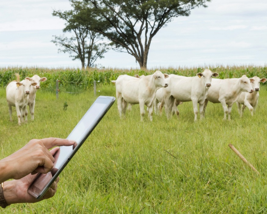 Homem segurando tablet no campo próximo de gado. CBN Inovação: Tendências Tecnológicas na Pecuária