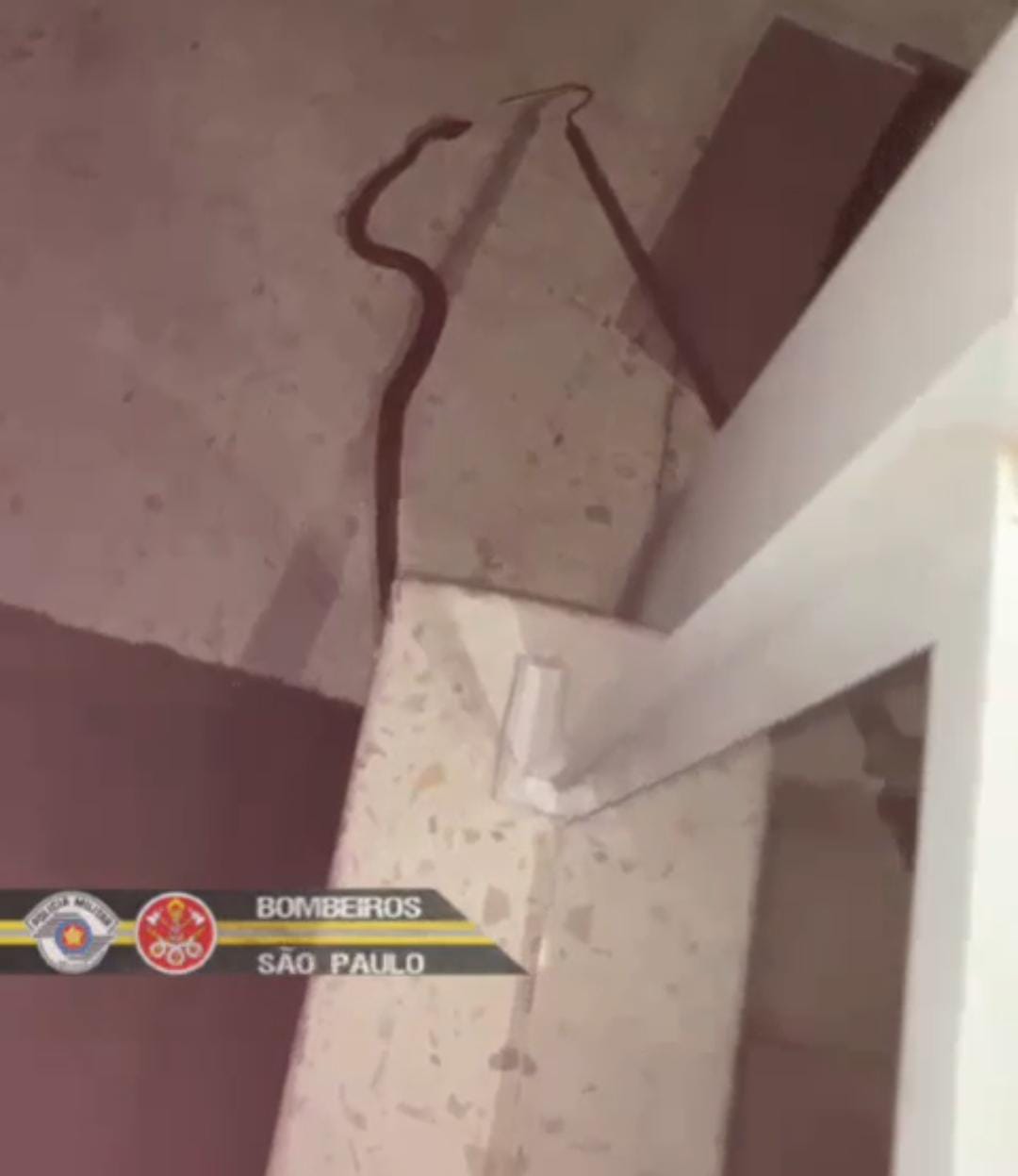 Jararaca que foi capturada na Vila Betania em São José dos Campos