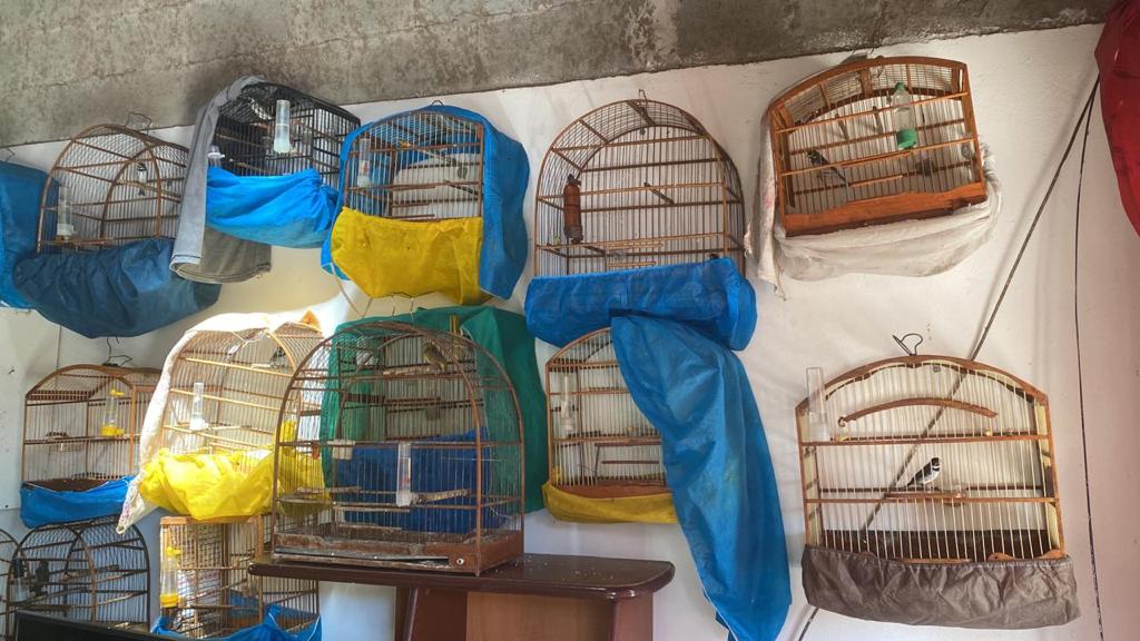 Homem é multado em R$ 35 mil por manter 71 aves em cativeiro