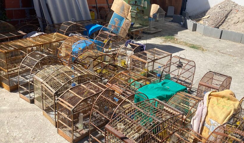 Homem é multado em R$ 35 mil por manter 71 aves em cativeiro