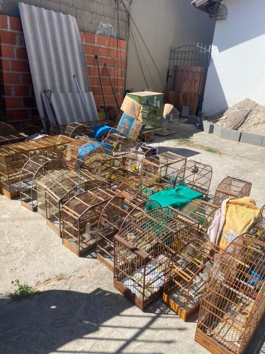 Homem é multado em R$ 35 mil por manter 71 aves em cativeiro