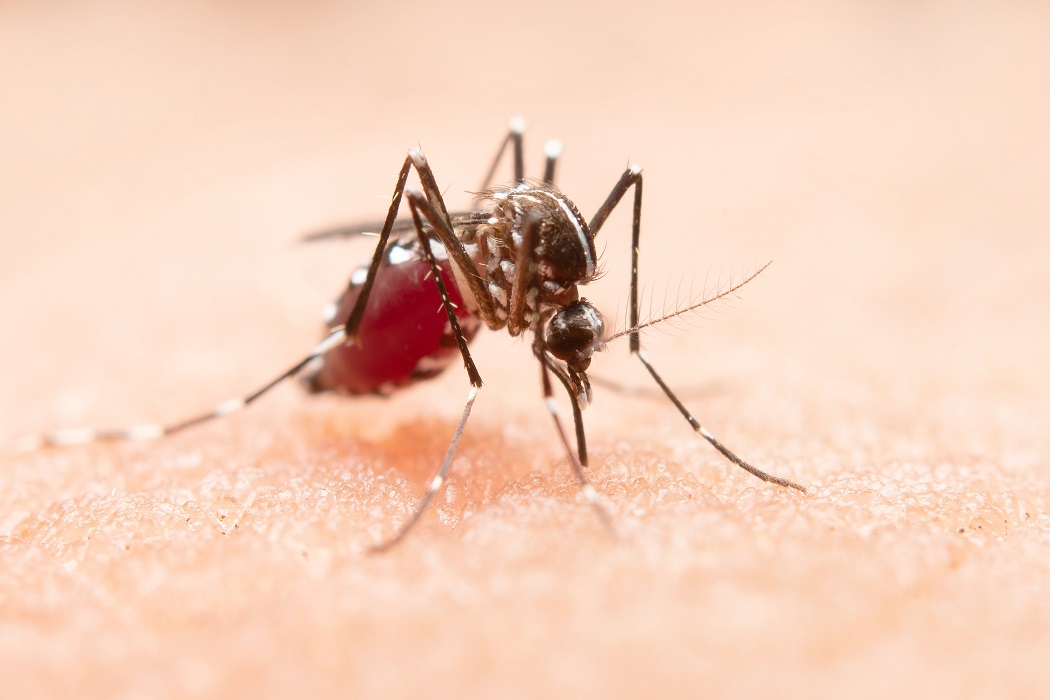 Mosquito da dengue picando a pele humana.