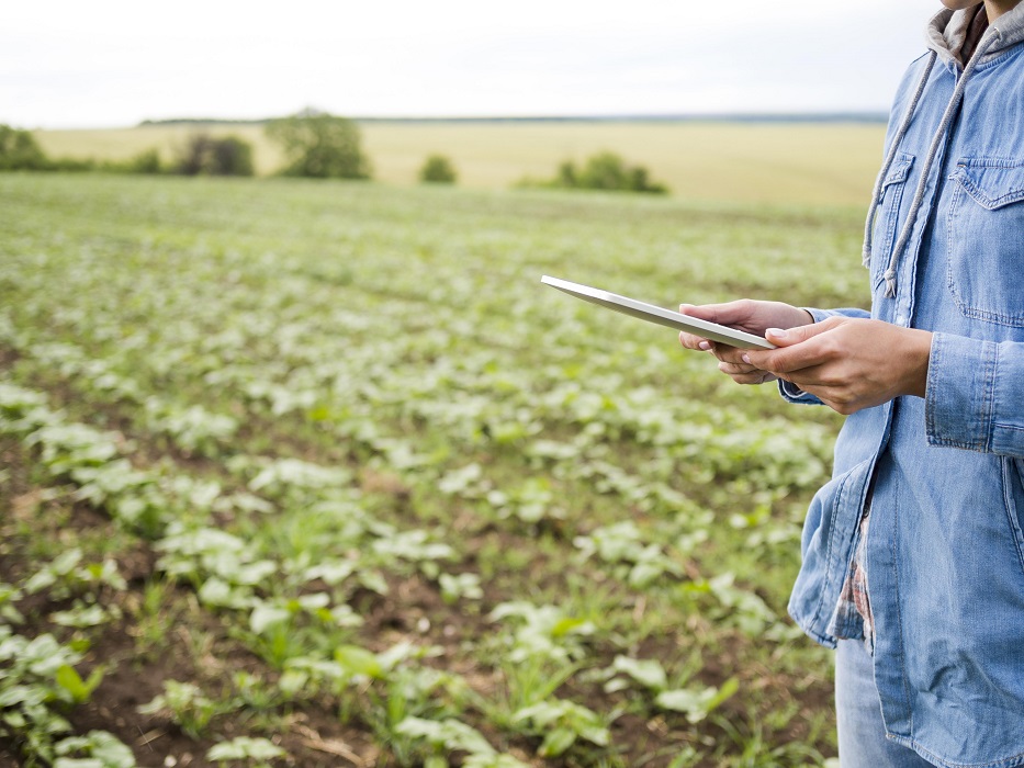 Homem segurando tablet no campo de produção de hortaliças. CBN Inovação: Tendências Tecnológicas na Pecuária