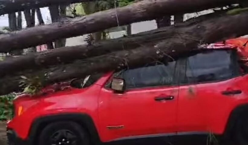 Carro atingido por grande árvore em Pindamonhangaba