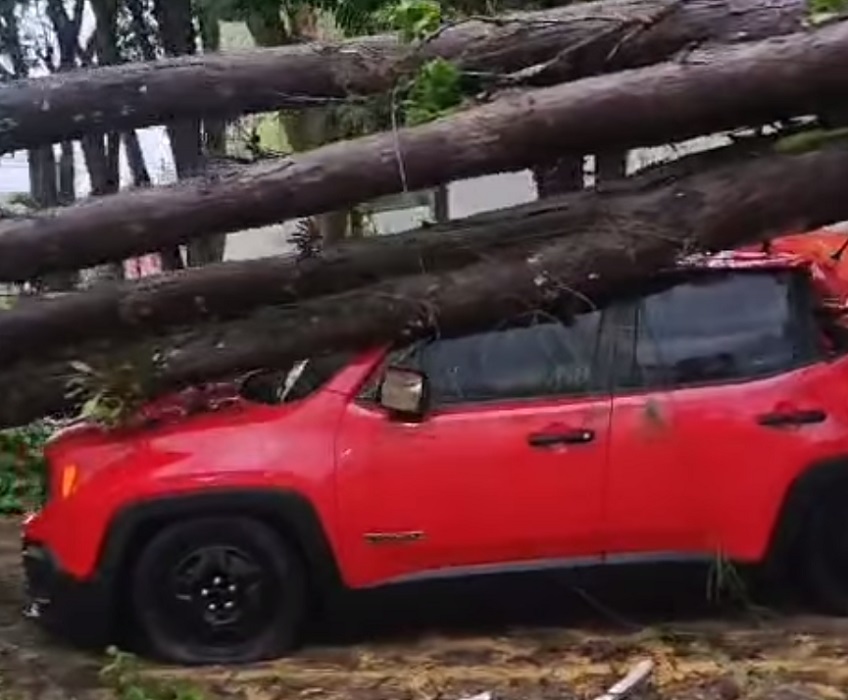 árvore caída em cima de um carro em Pindamonhangaba. ninguém ficou ferido