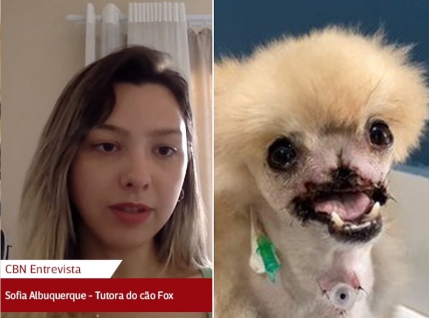 Sofia Albuquerque, tutora do cão fox que está ao lado em foto. Luta para viver