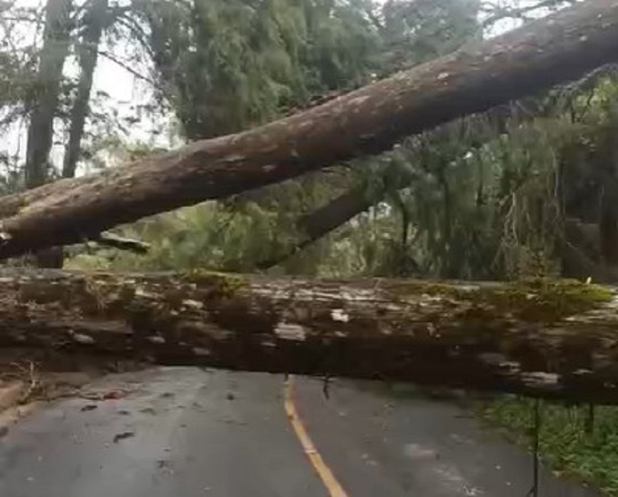 Chuva causa quedas de árvores em São Bento do Sapucaí