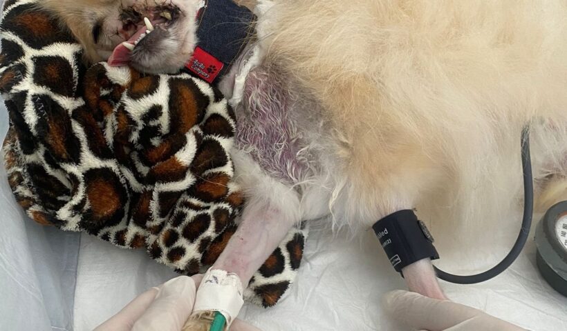 Fox, cão que teve focinho arrancado por outro cachorro, internado na UTI veterionária