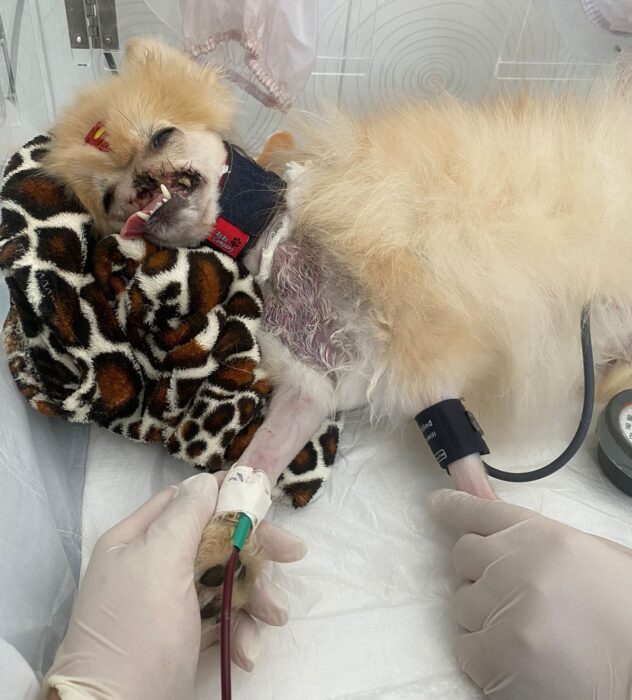 Fox, cão que teve focinho arrancado por outro cachorro, internado na UTI veterionária