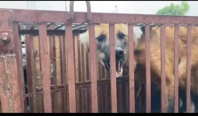 Lobo-Guará é resgatado na zona oeste de São José dos Campos