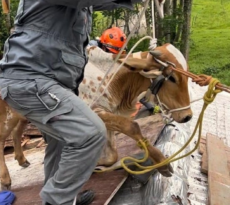 Vaca é resgatada após ficar presa em um telhado em São José