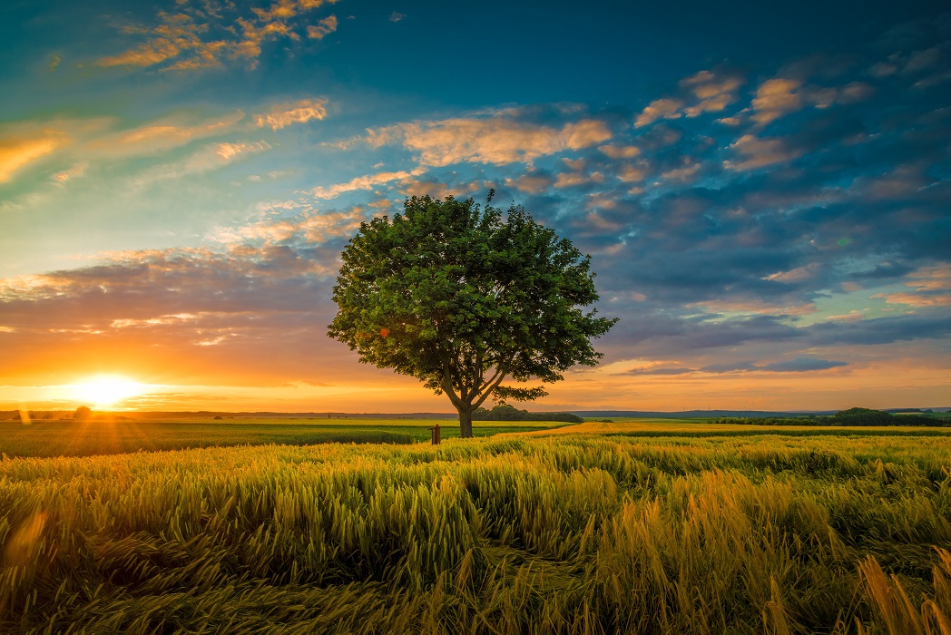 Uma foto grande angular de uma única árvore crescendo sob um céu nublado durante um pôr do sol cercado por grama. CBN Política Regional: O brilho do bronze