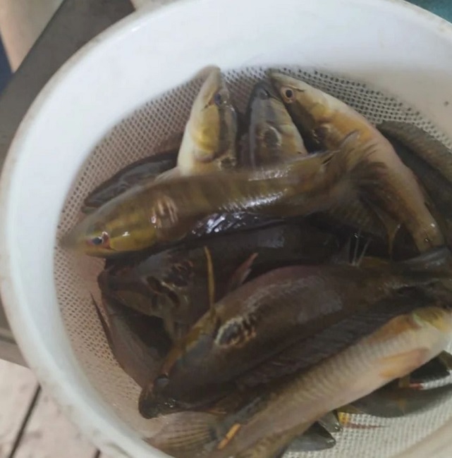 peixes apreendidos em Santa Branca, em época de Oiracema. 