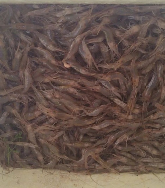 camarões apreendidos em Santa Branca, em época de Oiracema. 